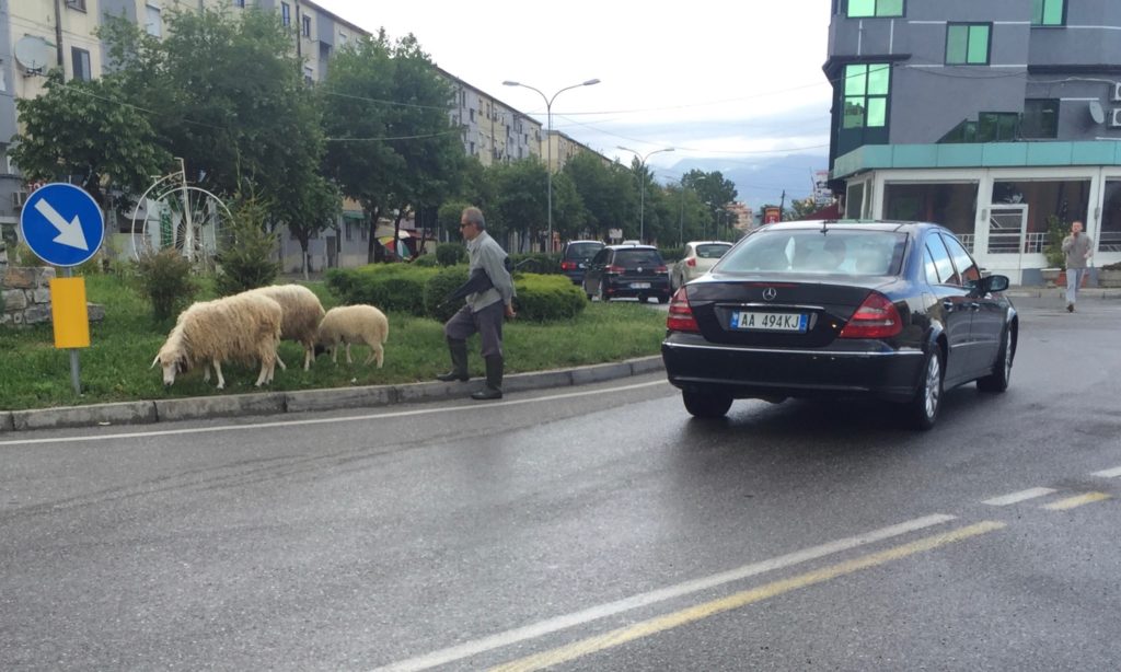 shkoder-petsheep